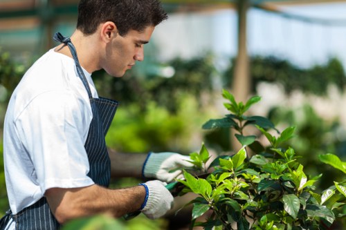 Skilled tree surgeons in Walthamstow providing careful long-term tree maintenance